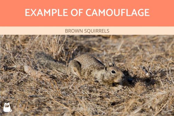 ¿Cuál es la diferencia entre camuflaje y mimetismo? -