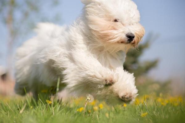 Razas de perros que se originaron en África - 5. Coton de Tuleár