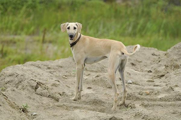 Razas de perros que se originaron en África - 3.Sloughi