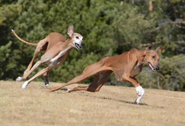 Razas de perros que se originaron en África - 2. Azawakh 