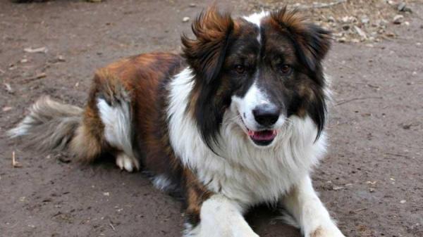 Razas de perros que se originaron en África - 7. Aidi