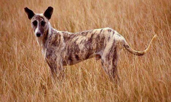 Razas de perros que se originaron en África - 8. Africanis
