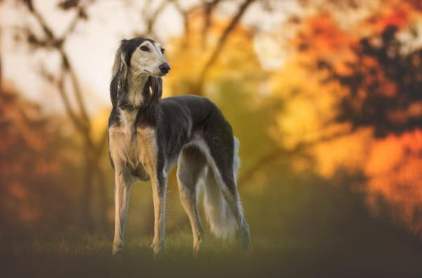 Razas de perros que se originaron en África - 9.Saluki