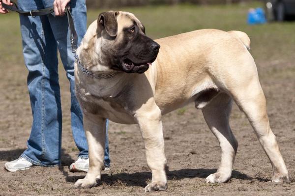 Razas de perros que se originaron en África - 6. Boerboel 