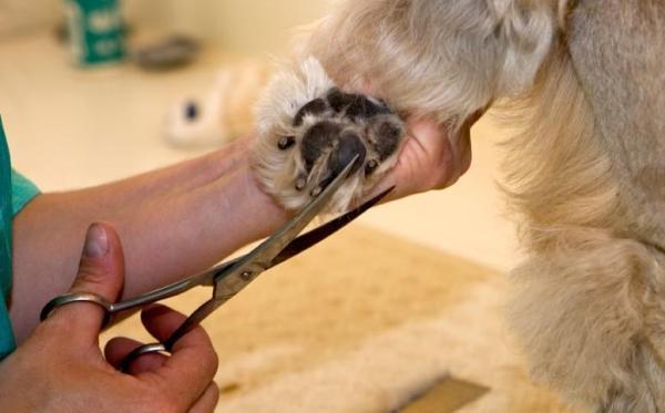 Cortar el pelo a un perro - 5. No te olvides de sus patas