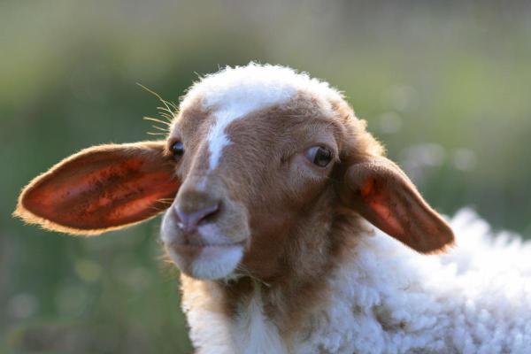 Datos curiosos sobre las ovejas: poseen un oído extraordinario