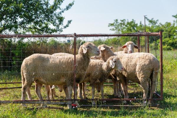 Datos curiosos sobre las ovejas: eligen líderes sabios