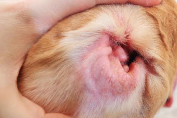 ¿Por qué mi perro huele a pescado? - Otitis