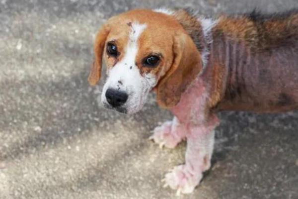 ¿Por qué mi perro huele a pescado? - Problemas de la piel