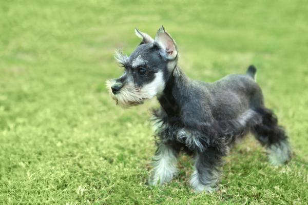 Peinados de Schnauzer estándar - Schnauzer afeitado