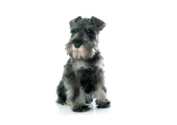 Peinados Schnauzer estándar - Corte de cachorro