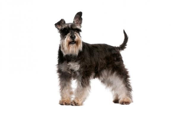 Peinados Schnauzer estándar - Corte Schnauzer natural