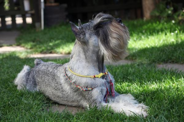 Peinados Schnauzer estándar - Corte de bigotes