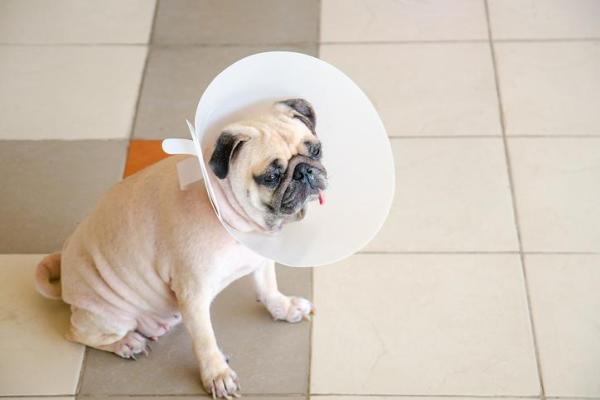 ¿Cuánto tiempo tarda un perro en recuperarse de la castración? - Cómo cuidar la herida tras la castración o esterilización