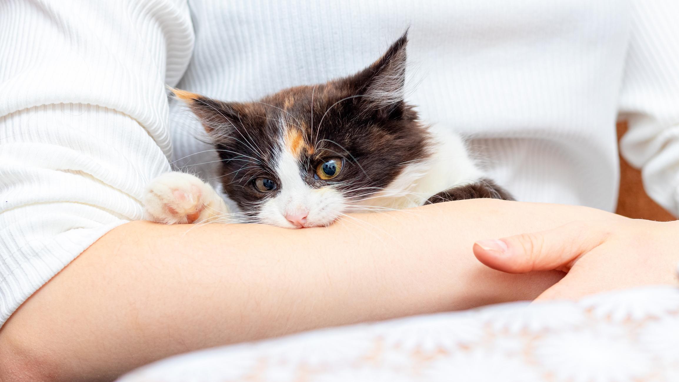 ¿Por Qué Mi Gato Me Muerde Suavemente Mientras Ronronea? ¿por Qué Mi Gato Me Muerde Suavemente Mientras Ronronea?