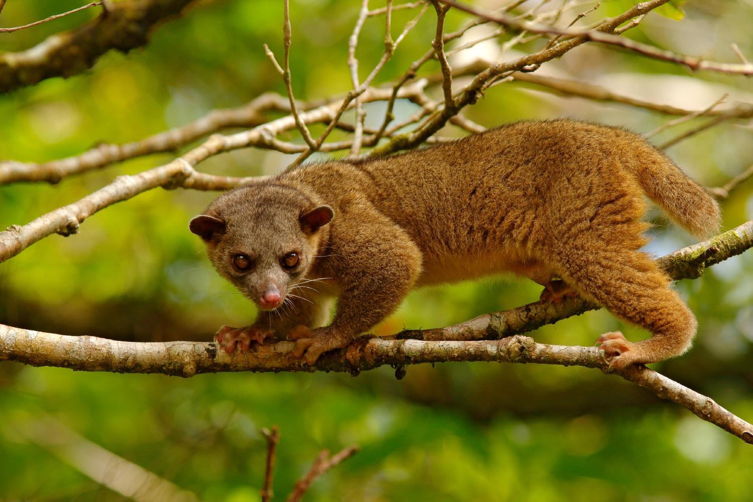 ¿Se Puede Tener Un Kinkajou Como Mascota? ¿se Puede Tener Un Kinkajou Como Mascota?