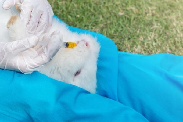 Tipos y dosis de desparasitante para conejos - Desparasitación interna para conejos