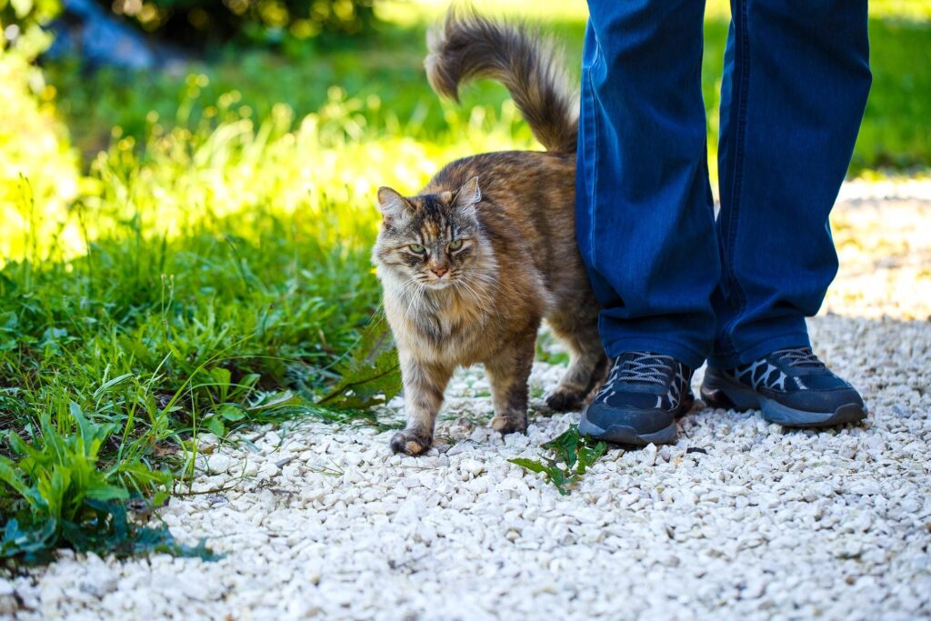 Mi Gato Me Orinó Por Qué Y Qué Hacer 2024 