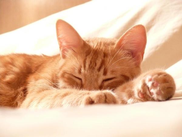 Pelaje graso en gatos - Causas y remedios caseros - Tratamiento de la seborrea felina