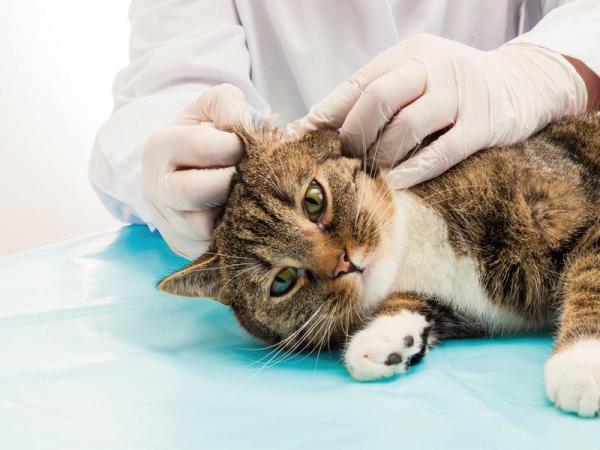 Pelaje graso en gatos - Causas y remedios caseros - Diagnóstico de la seborrea felina