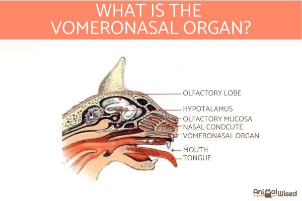 ¿Cuál es la respuesta de Flehmen? - ¿Cómo funciona el órgano vomeronasal?