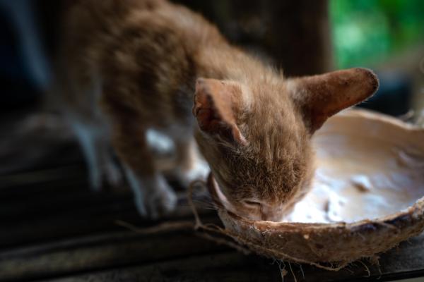 ¿Pueden los gatos comer coco?  - ¿Cómo darle coco a un gato?