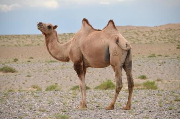 ¿Qué come un camello?  - Dieta del Camello - ¿Qué comen los camellos en el desierto?