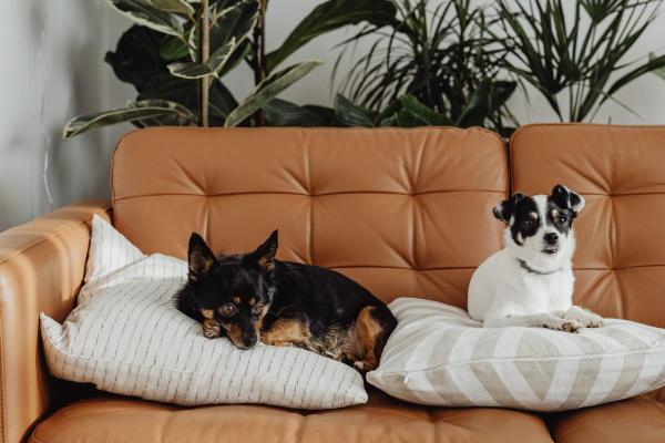 ¿Cuándo se calman los cachorros? - ¿Cuándo se calman los cachorros?