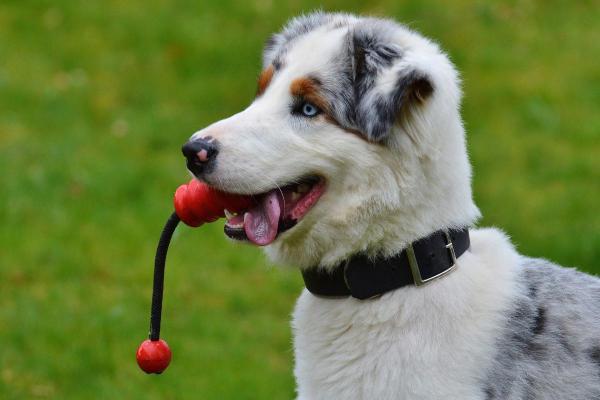 ¿Cuándo se calman los cachorros? -