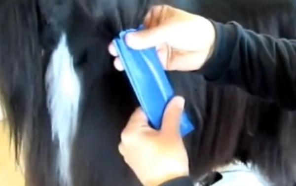 Cuidando el pelaje de un sabueso afgano - 