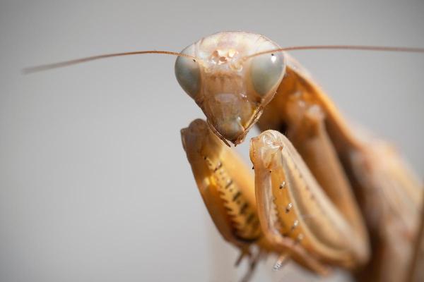 ¿Es venenosa la mantis religiosa? - ¿Las mantis religiosas pican o muerden?