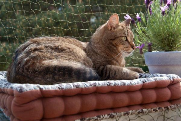 Red para gatos para balcones y ventanas: ¿qué red para gatos debo elegir?