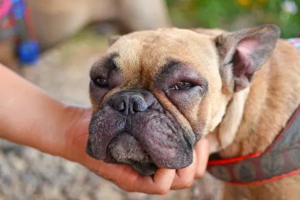 ¿Pueden los perros comer calamares?  - Contraindicaciones del calamar en perros