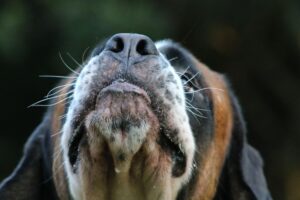 El Sentido Del Olfato en Los Perros