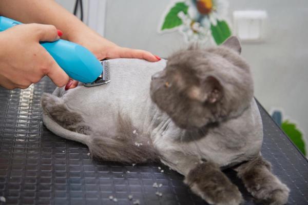 ¿Son los cortes de pelo de gato una buena idea? - ¿Cuándo se puede cortar el pelo a un gato?