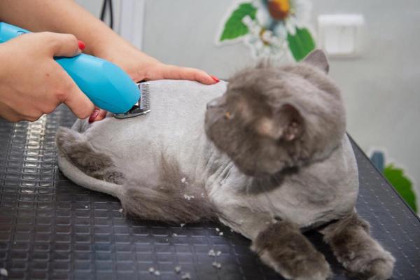 ¿Son los cortes de pelo de gato una buena idea?  - ¿Cuándo se puede cortar el pelo a un gato?