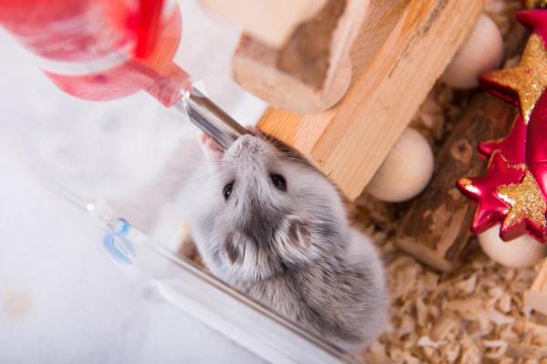 ¿Por qué mi hámster no bebe agua?  - Cómo enseñarle a un hámster a beber de una botella de agua.