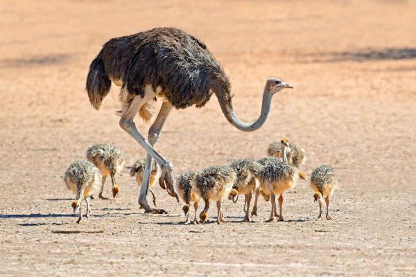 10 datos curiosos sobre los avestruces: los avestruces son padres cooperativos