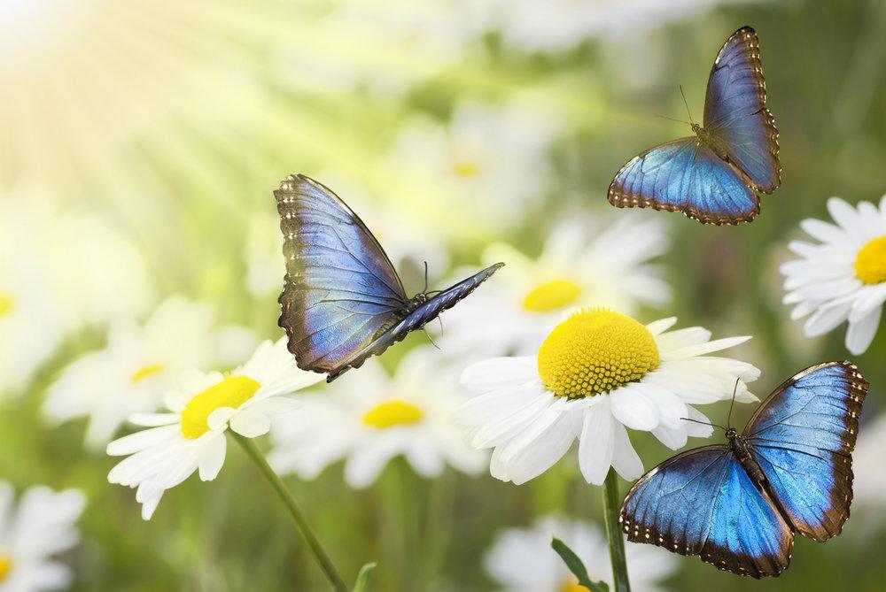 ¿cómo Se Reproducen Las Mariposas?