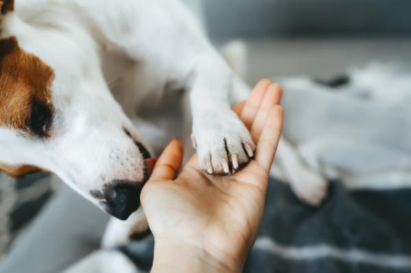 ¿Por qué mi perro me lame la mano? - 5. Quieren despertarnos