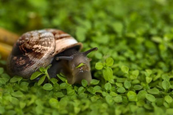 ¿Cuántos dientes tiene un caracol? - ¿Cómo es la boca del caracol?