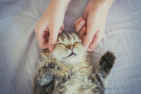 Cómo calmar a un gato - ¿Cómo darle un masaje relajante a un gato?