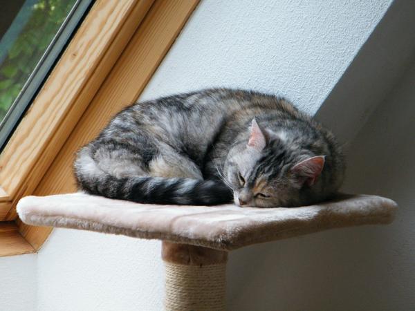 Cómo calmar a un gato - Enriquecimiento ambiental para gatos