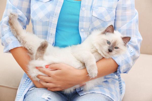 ¿Por qué mi gato se acuesta sobre mí y ronronea? - Lo hacen por costumbre.