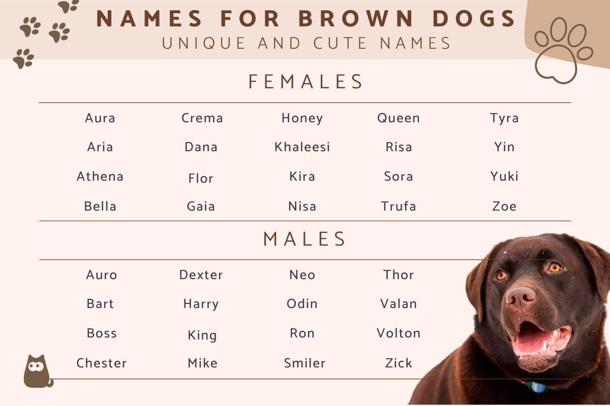 Nombres Para Perros Marrones