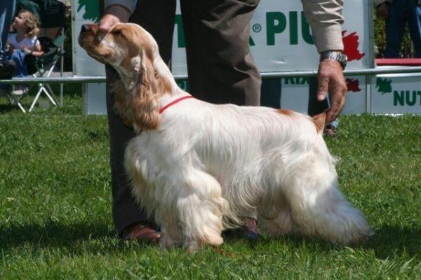 3 Cortes de pelo para Cocker Spaniels - 3. El corte de pelo de pasarela