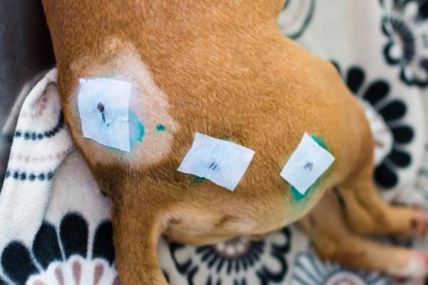 Quiste sebáceo en un perro - Causas y tratamiento - Diagnóstico de un quiste sebáceo en perros
