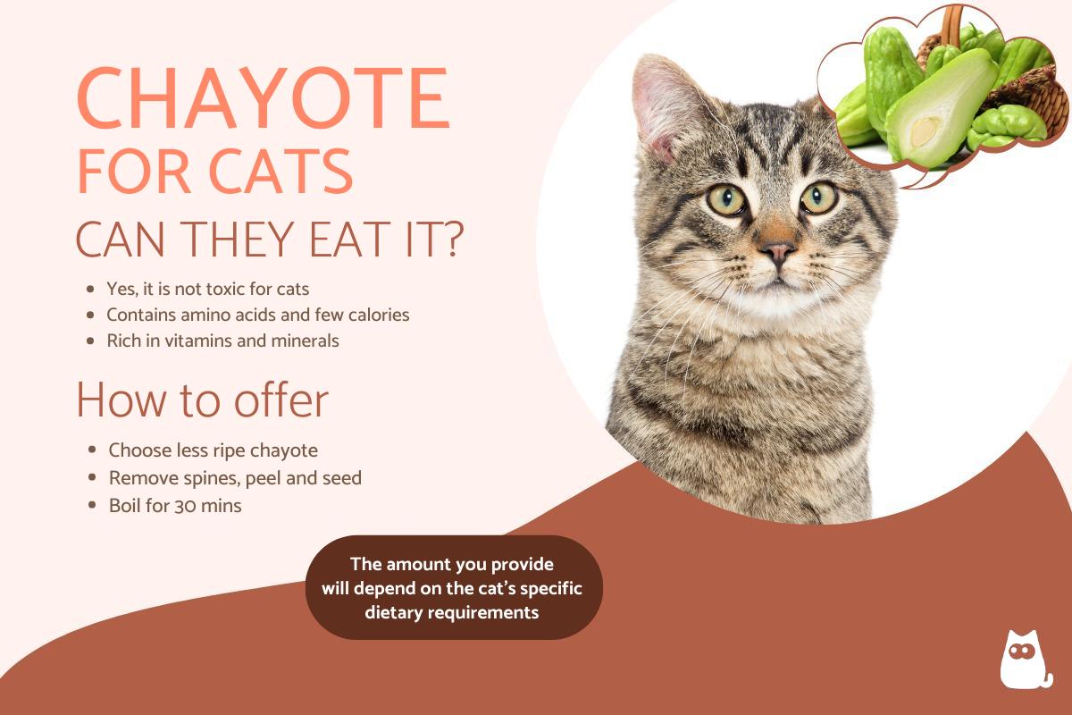 ¿pueden Los Gatos Comer Chayote?