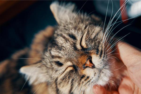 ¿Por qué mi gato se trepa sobre mí? - Aprendizaje y hábito.