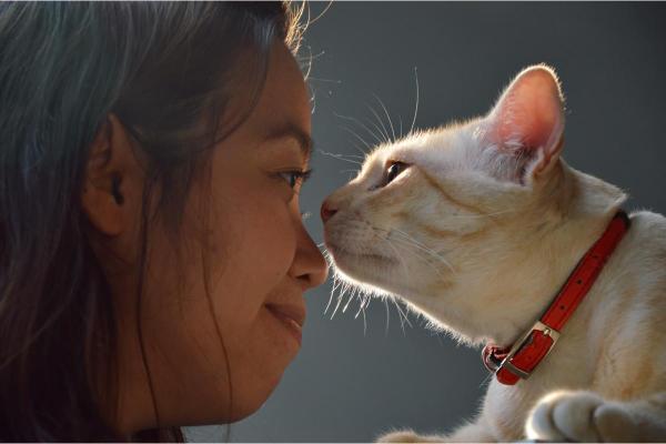¿Por qué mi gato se trepa sobre mí? - Exploración y curiosidad.